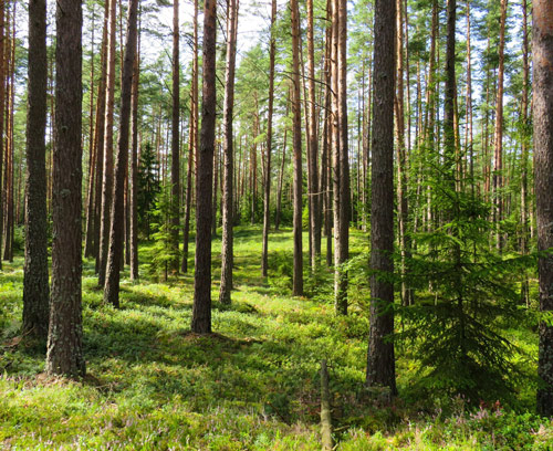 What happens to istutapuita.fi forests in 100 years?