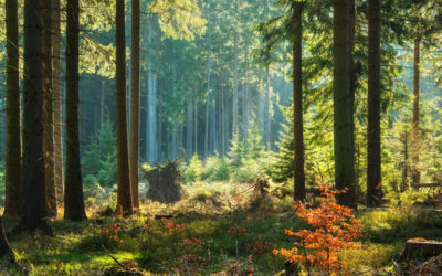 Ympäristöjärjestelmän tavoitteisiin puita istuttamalla