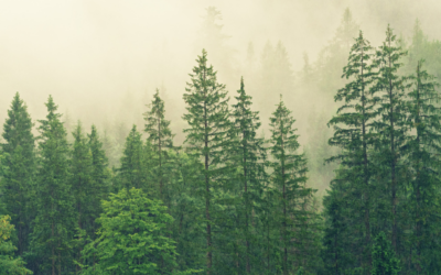 Metsien hiilinielut ovat Suomen ilmastopolitiikan perusta
