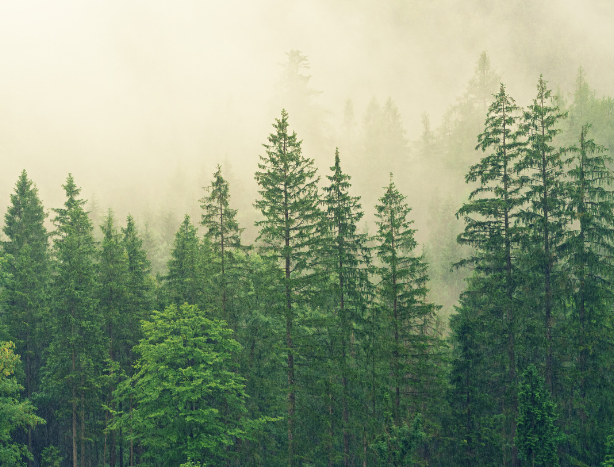 Metsien hiilinielut ovat Suomen ilmastopolitiikan perusta
