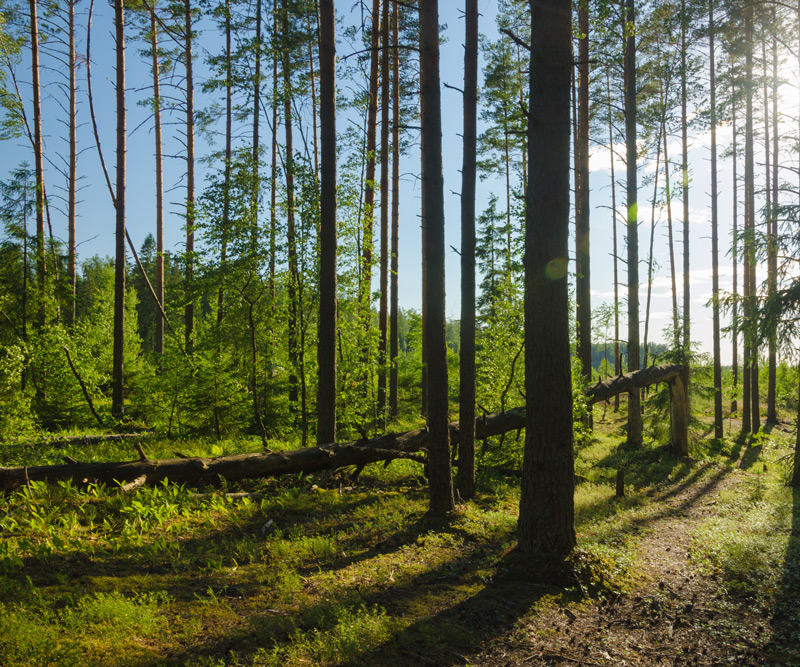Miksi metsien istutus on hyvä ja pitkäikäinen vastuullisuusteko?