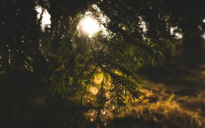 Arvonlisän nostaminen on välttämättömyys Suomen metsäteollisuudelle sekä varsinkin Suomen metsille ja ilmastolle